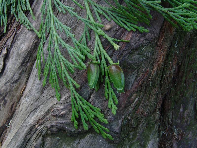 Calocedrus decurrens - Libocedro